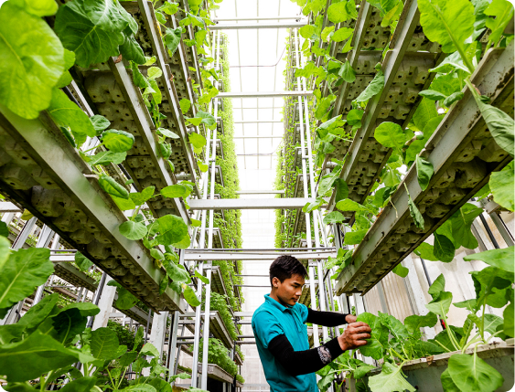 تقنيات الزراعة العمودية